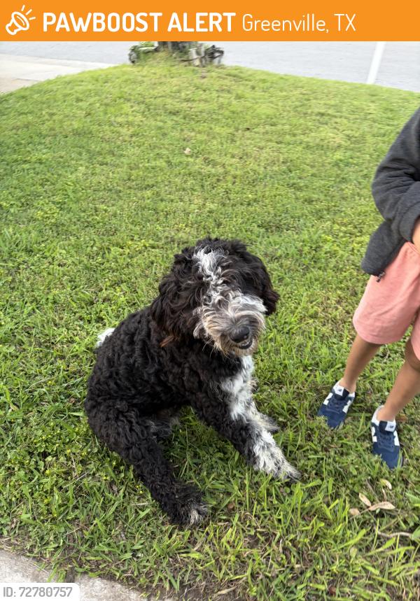 Found/Stray Male Dog last seen Lee st. Greenville Tx, Greenville, TX 75401
