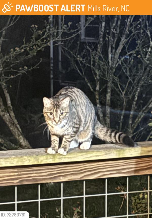 Found/Stray Unknown Cat last seen Off 280 not far from the BP but other side of 280. , Mills River, NC 28759