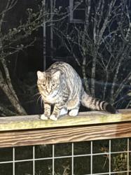 Found/Stray Unknown Cat last seen Off 280 not far from the BP but other side of 280. , Mills River, NC 28759