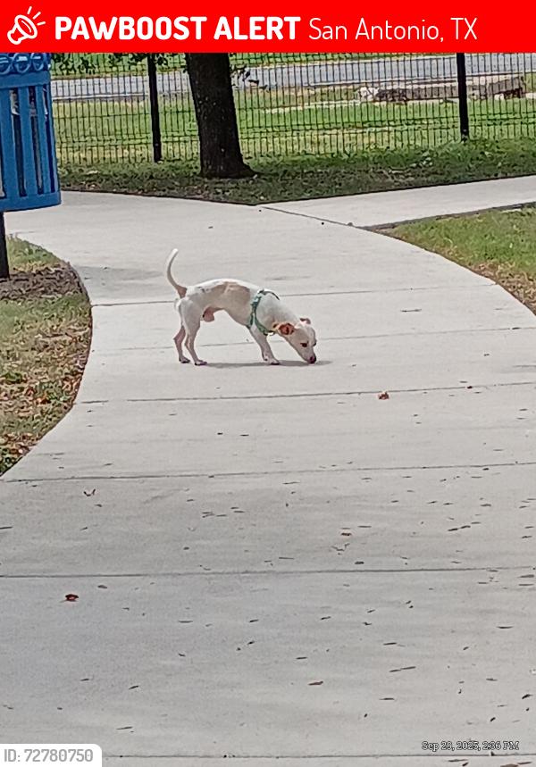 Lost Male Dog last seen Topperwine and Judson road, San Antonio, TX 78233