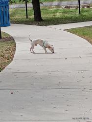 Lost Male Dog last seen Topperwine and Judson road, San Antonio, TX 78233