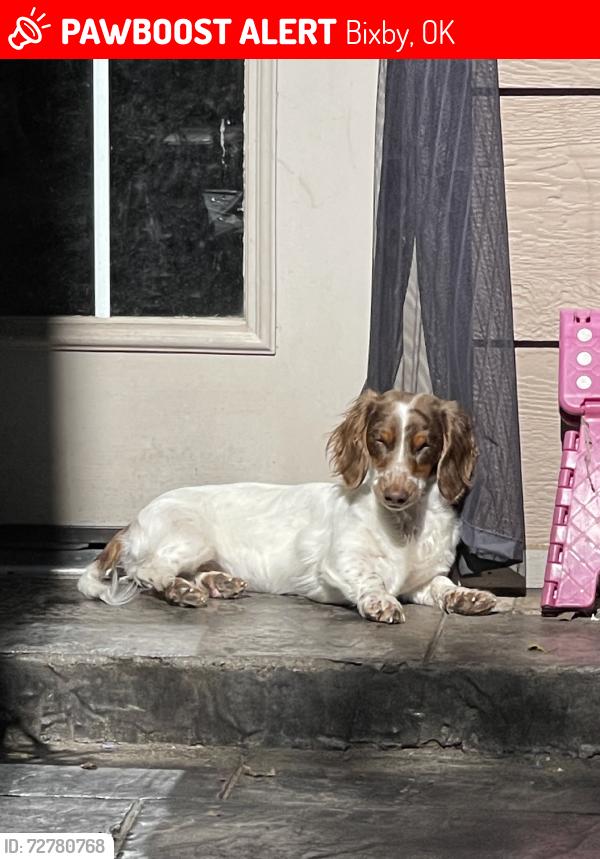 Lost Female Dog last seen 111th between mingo and garnett, Bixby, OK 74008