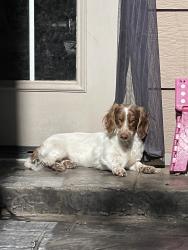 Lost Female Dog last seen 111th between mingo and garnett, Bixby, OK 74008