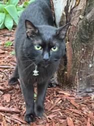 Lost Unknown Cat last seen Burwell Rd/Clinton, Irondequoit, NY 14617