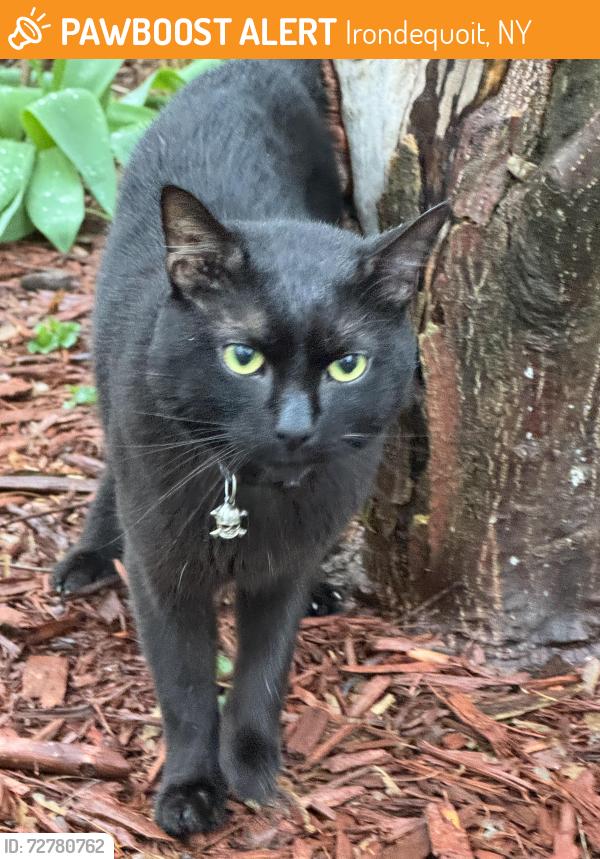 Lost Unknown Cat last seen Burwell Rd/Clinton, Irondequoit, NY 14617