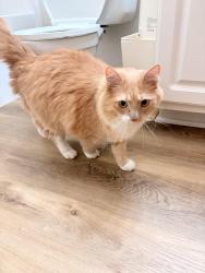 Found/Stray Unknown Cat last seen Royal run neighborhood in Zionsville, by the intersection of Wimbledon drive and pickwick court , Zionsville, IN 46077