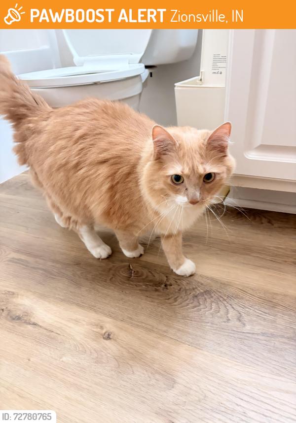 Found/Stray Unknown Cat last seen Royal run neighborhood in Zionsville, by the intersection of Wimbledon drive and pickwick court , Zionsville, IN 46077