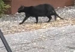 Found/Stray Unknown Cat last seen Near BP, opposite side of road and on Brevard side, Mills River, NC 28759