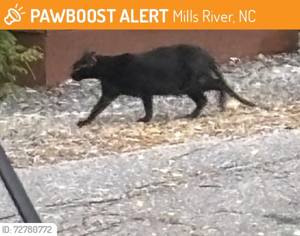 Found/Stray Unknown Cat last seen Near BP, opposite side of road and on Brevard side, Mills River, NC 28759
