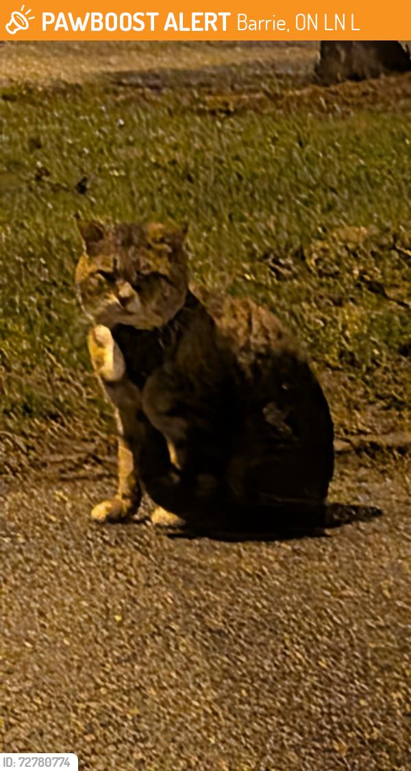 Found/Stray Male Cat last seen 30-70 O'Shaughnessy crescent , Barrie, ON L4N 7L8