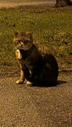 Found/Stray Male Cat last seen 30-70 O'Shaughnessy crescent , Barrie, ON L4N 7L8