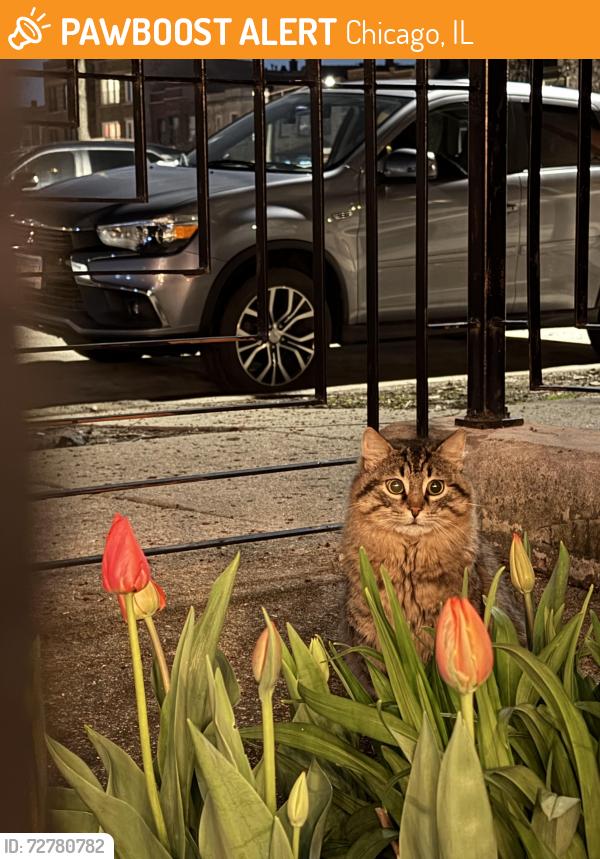 Found/Stray Unknown Cat last seen Iowa and Campbell, Chicago, IL 60610