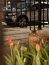Found/Stray Unknown Cat last seen Iowa and Campbell, Chicago, IL 60610