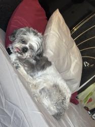 Lost Male Dog last seen Green valley ranch blvd and Memphis , Denver, CO 80239