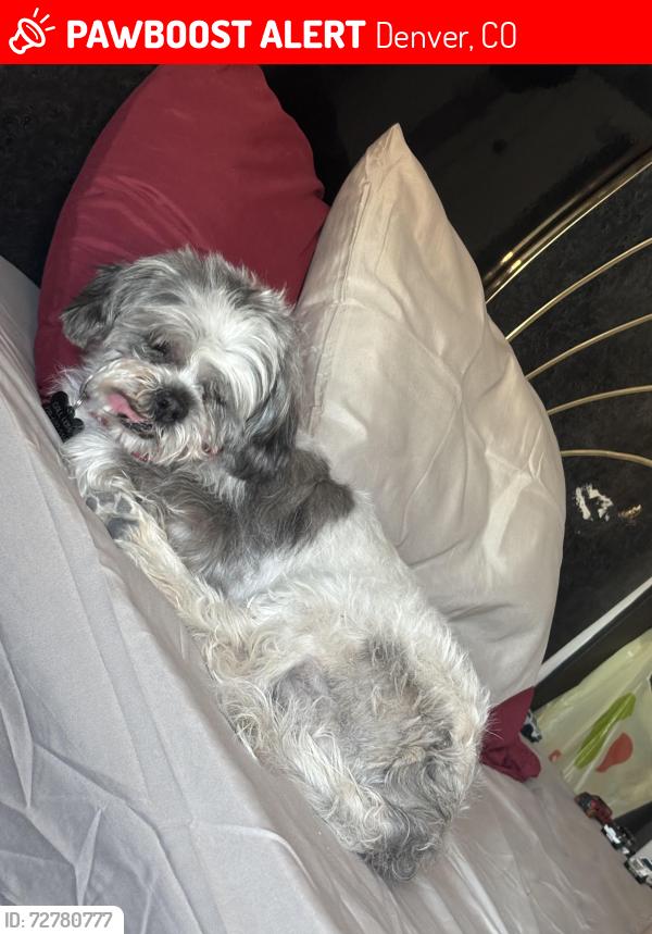 Lost Male Dog last seen Green valley ranch blvd and Memphis, Denver, CO 80239