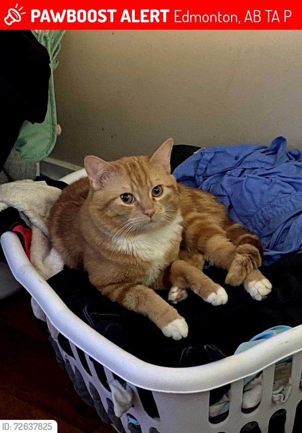 Lost Female Cat last seen Near 104 ave, Edmonton, AB T6A 3P3