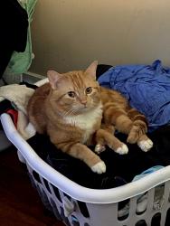 Lost Female Cat last seen Near 104 ave, Edmonton, AB T6A 3P3