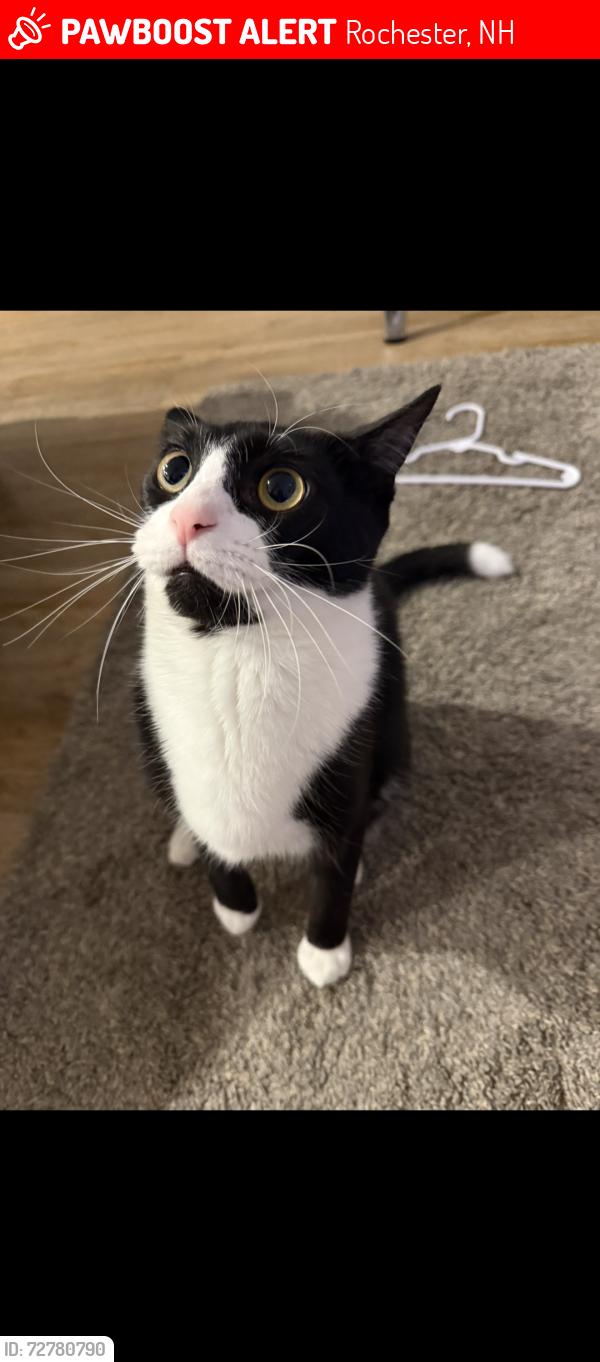 Lost Male Cat last seen Hannafords, Rochester, NH 03868