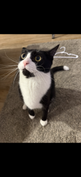 Lost Male Cat last seen Hannafords, Rochester, NH 03868