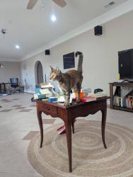 Found/Stray Unknown Cat last seen Atlanta hwy, cumming, liberty subdivision , Cumming, GA 30040