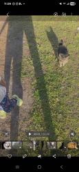 Lost Female Cat last seen Sand hill Dr, Lomdon Ln, Sassafras Ln, woodwinds Dr,  Alwoodley Ln, Parkland Dr, Conway, SC 29526
