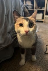 Found/Stray Unknown Cat last seen Carmona Ave & Washington Blvd, Los Angeles, CA 90016