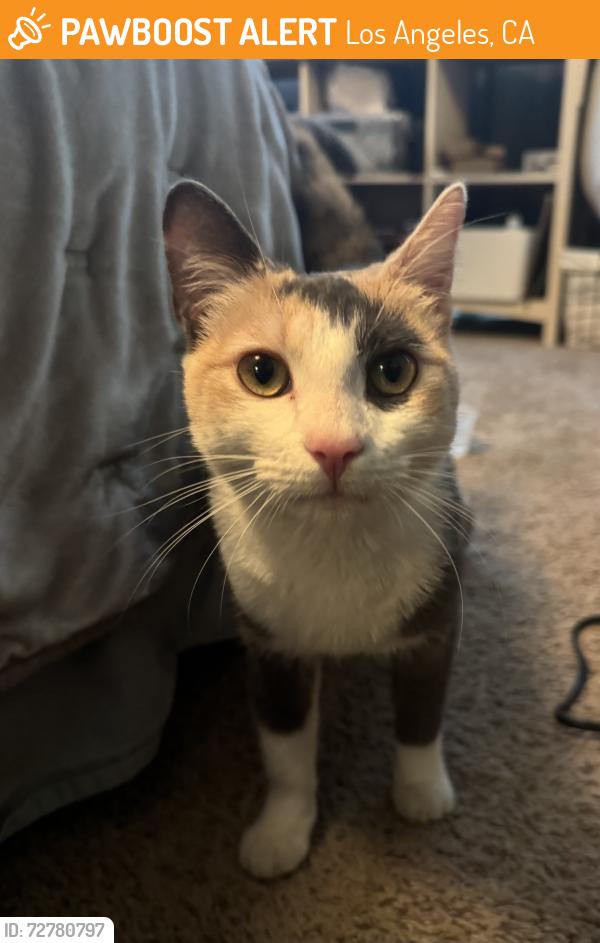 Found/Stray Unknown Cat last seen Carmona Ave & Washington Blvd, Los Angeles, CA 90016