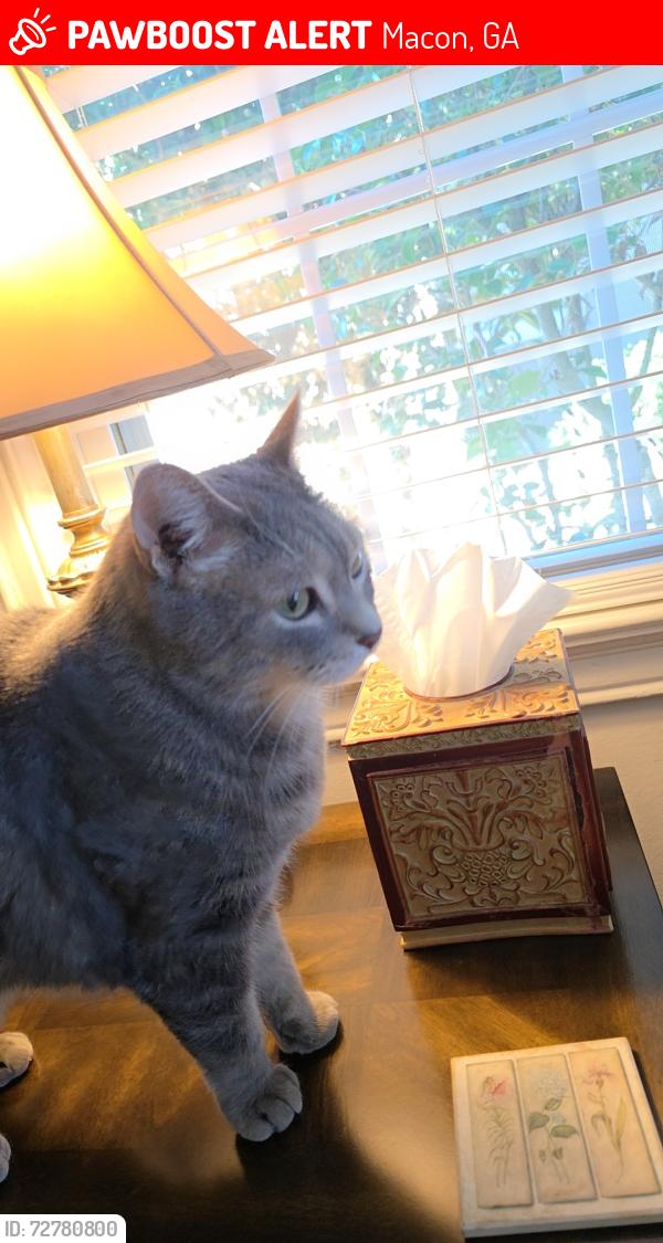 Lost Male Cat last seen Ridge ave at riverdale dr, Macon, GA 31204