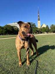 Lost Female Dog last seen Near Felix St, Charleston, SC 29403
