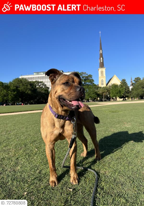 Lost Female Dog last seen Near Felix St, Charleston, SC 29403