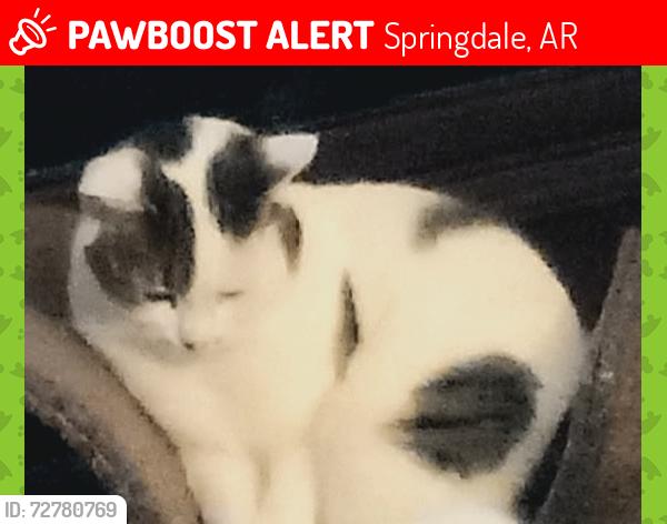 Lost Female Cat last seen Nightingale Lane  and 40th, Springdale, AR 72762