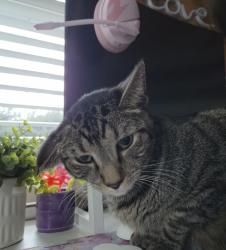 Lost Male Cat last seen Catoctin , Frederick, MD 21701