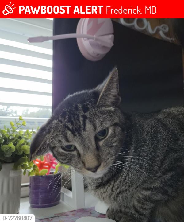 Lost Male Cat last seen Catoctin , Frederick, MD 21701