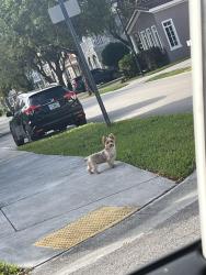 Found/Stray Unknown Dog last seen By the bridge next to mandarin lakes , Naranja, FL 33032