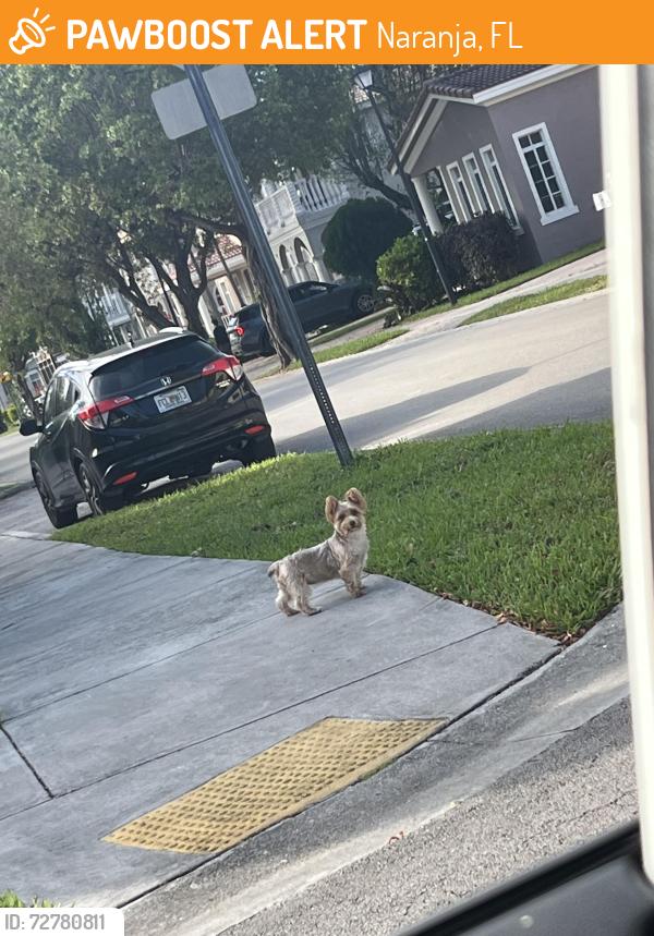 Found/Stray Unknown Dog last seen By the bridge next to mandarin lakes , Naranja, FL 33032