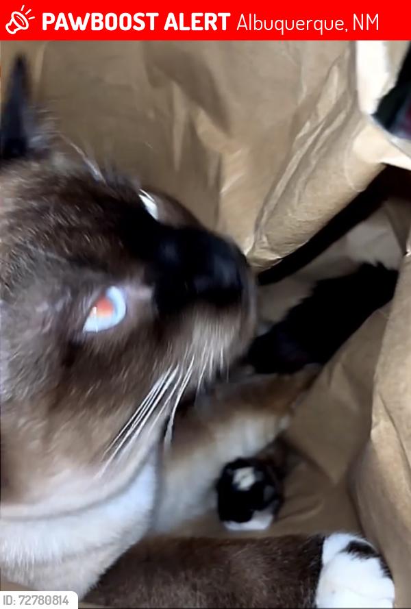 Lost Male Cat last seen Kathryn And Madeira, Albuquerque, NM 87108