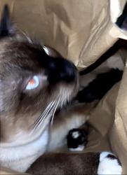 Lost Male Cat last seen Kathryn And Madeira, Albuquerque, NM 87108