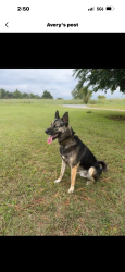 Lost Male Dog last seen County line and 1250/70th/Sandrock rd , Grady County, OK 73010