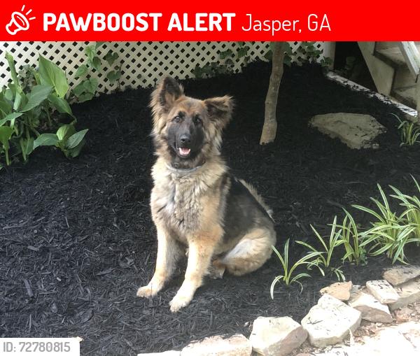 Lost Female Dog last seen Hopkins lane, old Hwy 5 near High School., Jasper, GA 30143