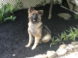 Lost Female Dog last seen Hopkins lane, old Hwy 5 near High School., Jasper, GA 30143