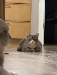 Lost Female Cat last seen Glenkirk Rd , Nokesville, VA 20181