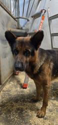 Found/Stray Male Dog last seen Cattlebaron Rd, Azle, TX 76020