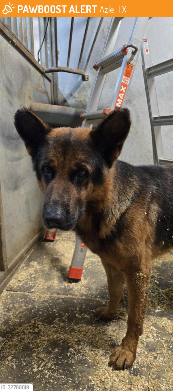Found/Stray Male Dog last seen Cattlebaron Rd, Azle, TX 76020