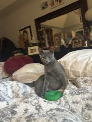 Lost Male Cat last seen Cardinal Creek Lane, Athens, GA 30606
