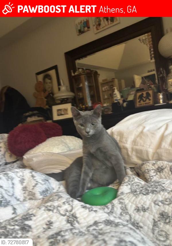 Lost Male Cat last seen Cardinal Creek Lane, Athens, GA 30606