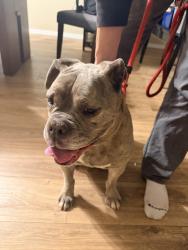 Found/Stray Female Dog last seen Sierra Morado Club Hoise, Tucson, AZ 85705