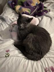 Lost Female Cat last seen Near s raritan st , Denver, CO 80223