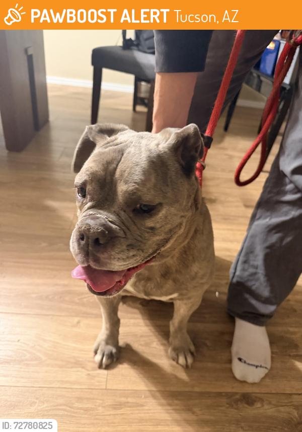 Found/Stray Female Dog last seen Sierra Morado Club Hoise, Tucson, AZ 85705