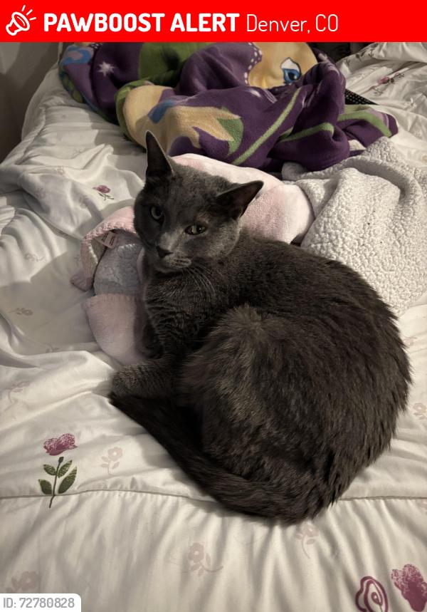 Lost Female Cat last seen Near s raritan st , Denver, CO 80223