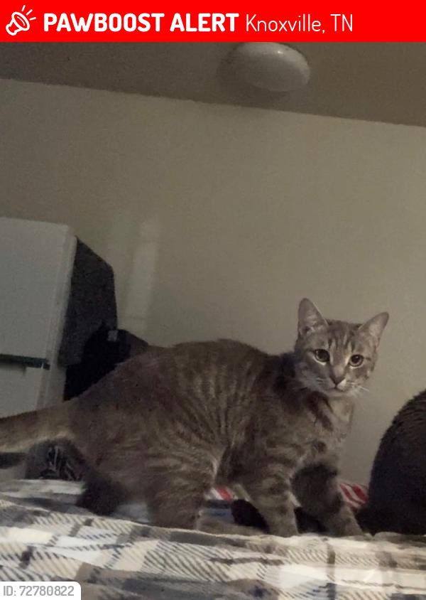 Lost Female Cat last seen Last seen up in the neighborhood behind Cedar Springs Church on Kingston Pike., Knoxville, TN 37922